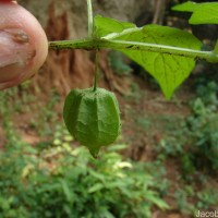 Physalis angulata L.